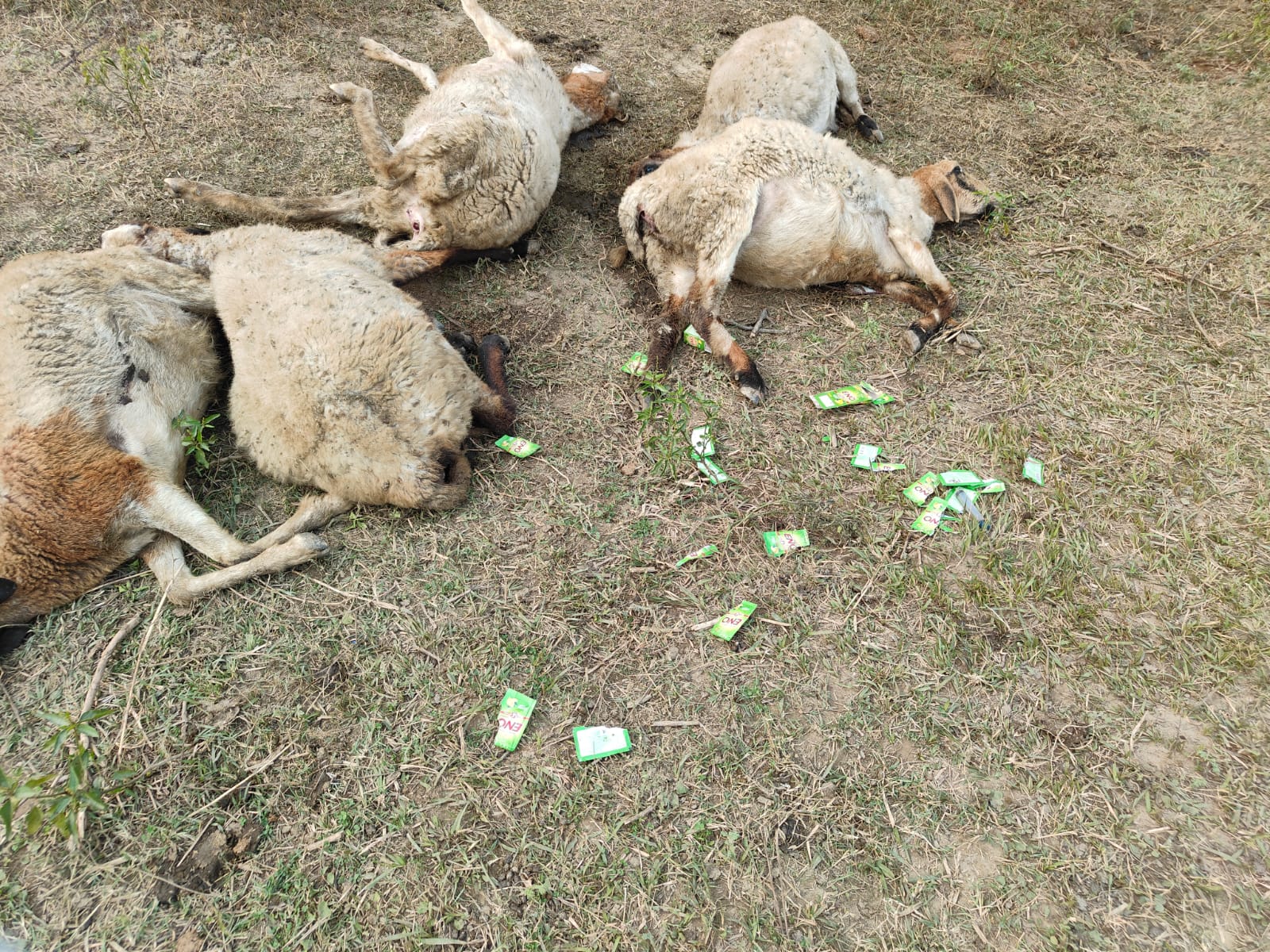 खेत में मरी भेड़ों के पास ईनो के पाउच पड़े हैं। चरवाहों ने ईनो भी पिलाया था।