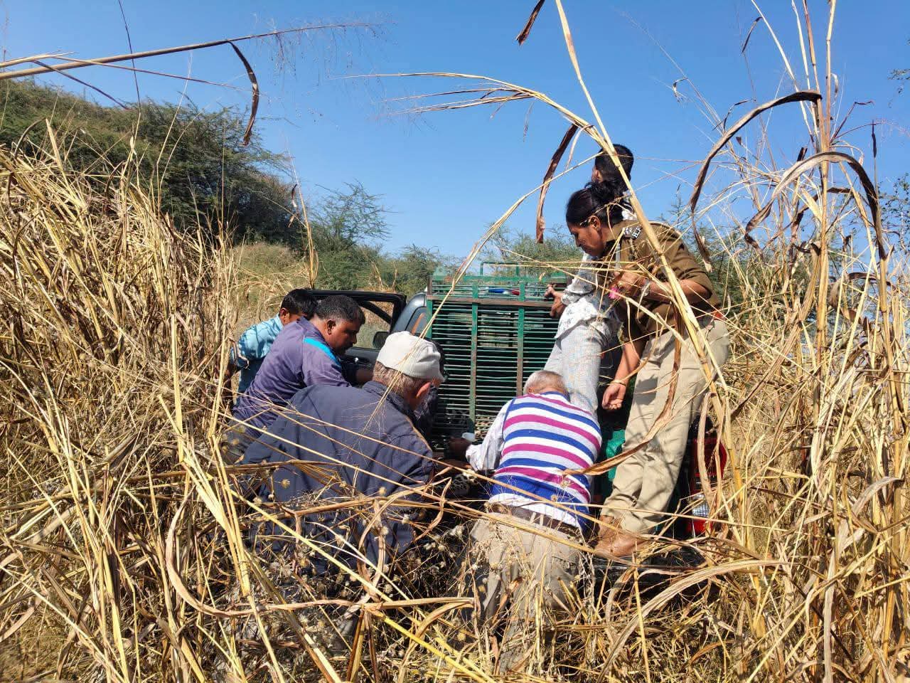 ट्रेंक्यूलाइज करने के बाद लेपर्ड को पिंजरे में बंद करती वन विभाग की टीम।