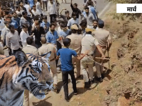 इस साल बाघ ने 3 लोगों की जान ले ली। वहीं, लेपर्ड ने सवाई माधोपुर में एक बच्चे को मार डाला।