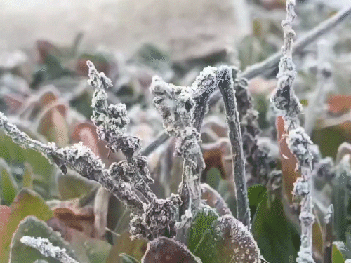 मैनपाट में पौधों में ओस की बूंदें जमकर बर्फ बन गई थी।