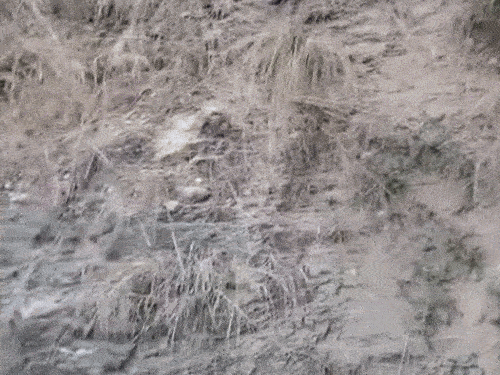 बस खाई में काफी नीचे जाकर अटक गई, हालांकि इस दौरान बस काफी क्षतिग्रस्त हो चुकी थी।