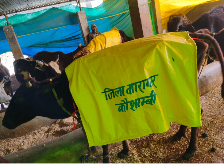 कौशांबी में ठंड से बचाव के लिए जिला जेल के बंदियों की तरफ से बनाए गए काउ-कोट मवेशियों को पहनाए गए।