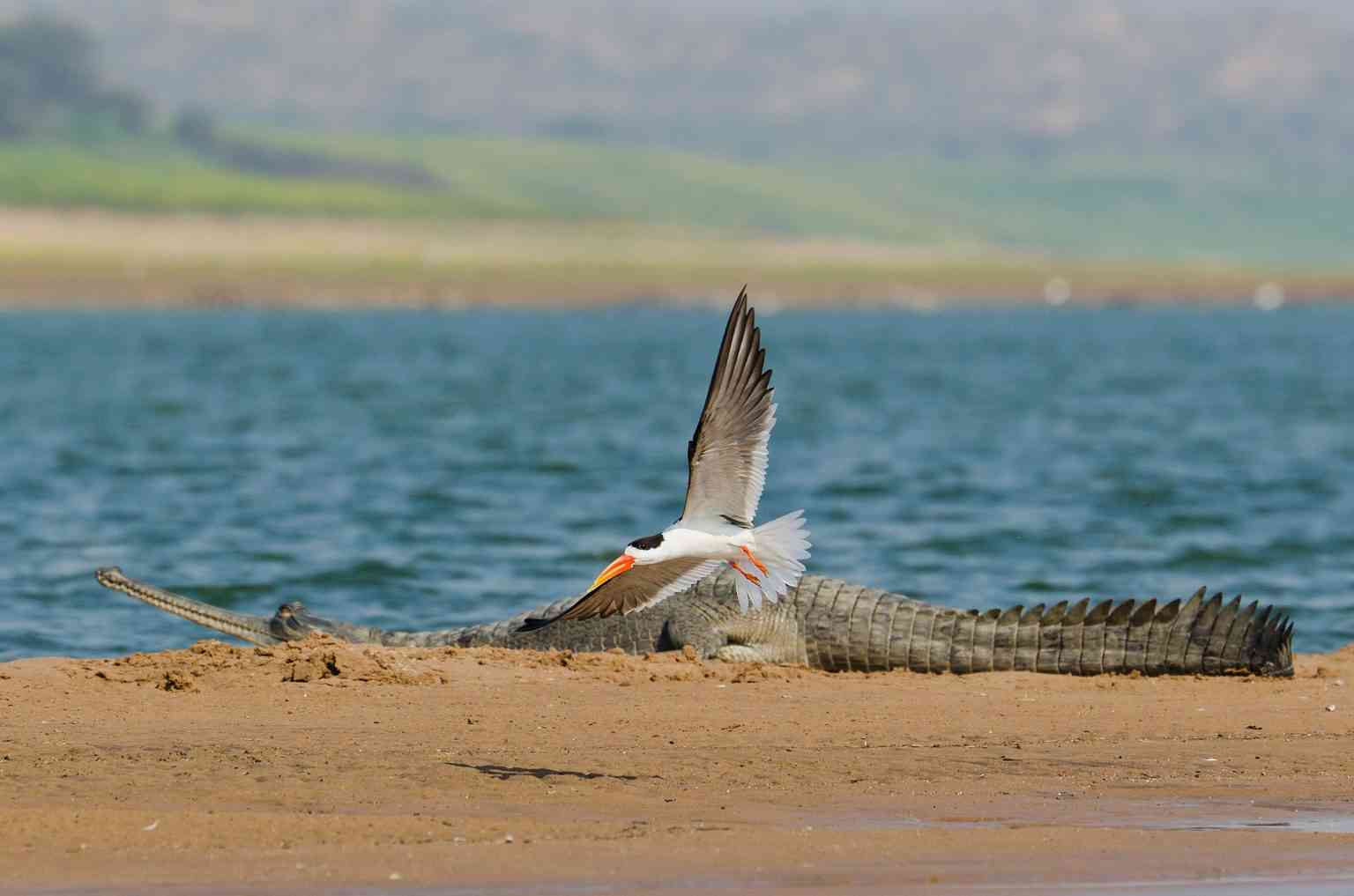 এই প্রকল্পে ভারতীয় স্কিমার সহ বালির টিলায় বাসা বাঁধার পাখির প্রজনন স্থানগুলির সুরক্ষাও অন্তর্ভুক্ত রয়েছে।