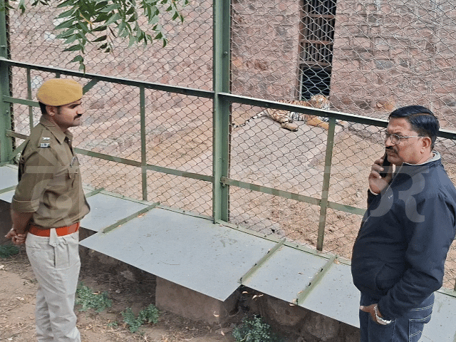 वन विभाग के अधिकारी बाघिन की मॉनिटरिंग कर रहे हैं।