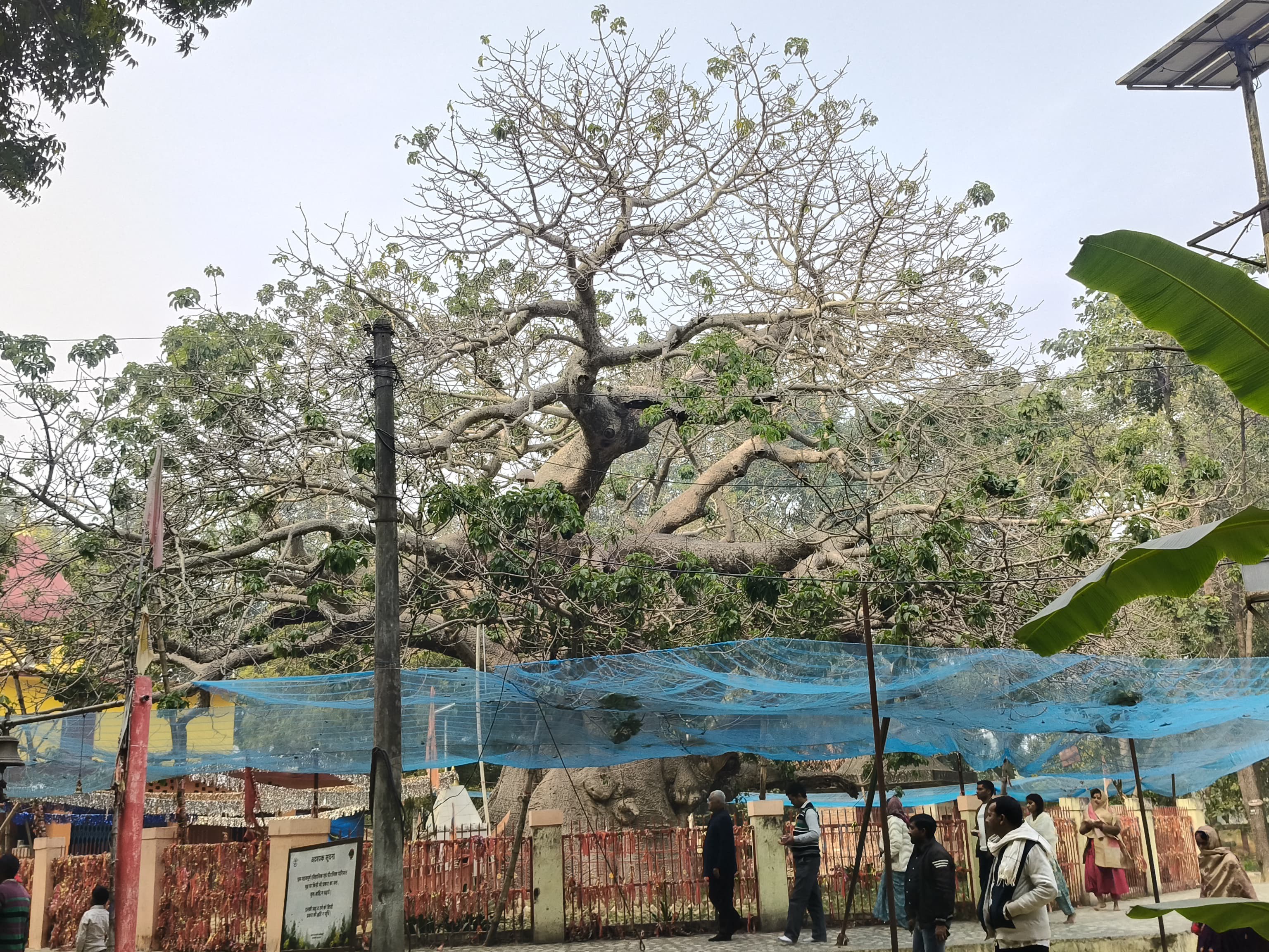 Autumn begins in the Parijat tree of the Mahabharata period