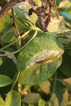 ठंड के मौजूदा दौर में गुमला राज्य का सबसे ठंडा जिला रहा।