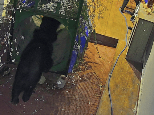 उत्तरकाशी में घर में लगाए गए एक पिंजरे में फंसता भालू।