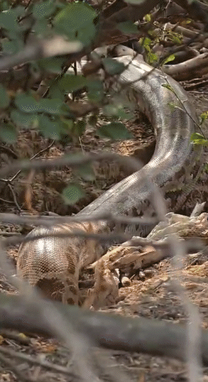 3. उसी बिल में जाते तीसरे अजगर को भी हमने कैमरे में कैद किया।