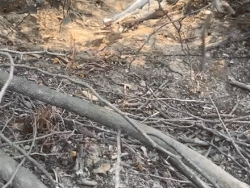 1. पहला विशाल अजगर बिल में प्रवेश करते हुए।