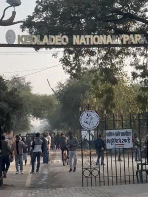 केवलादेव नेशनल पार्क का टिकट भारतीय पर्यटक के लिए लगभग ₹155, भारतीय छात्रों के लिए ₹56है, जबकि विदेशियों के लिए यह ₹959 है।