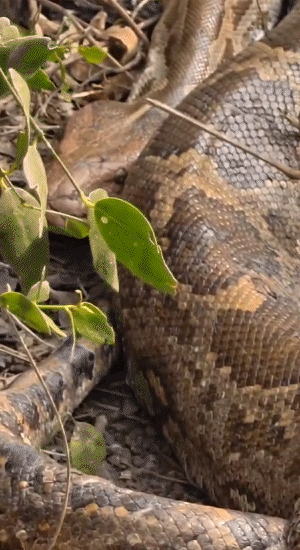 लंबी तलाश के बाद दूसरा अजगर भी हमें झाड़ियों में इस तरह लेटे हुए नजर आया।