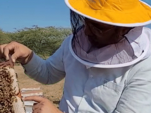 तस्वीर, रामकिशोर यादव की है। वे मधुमक्खियों को हाथ में लेकर अपने नए अनुभव को साझा कर रहे हैं।