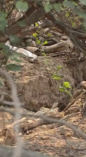 2. कुछ ही देर बाद दूसरा अजगर भी उसी बिल के पास पहुंचा।