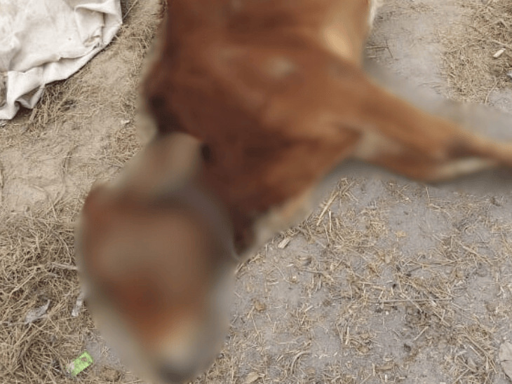 सोरहा में तीन ग्रामीणों पर बछड़े की हत्या का आरोप:  खेत में चरने पर डंडों से पीटकर ली जान, एक गिरफ्तार; दो आरोपी फरार – Islamnagar(Budaun) News
