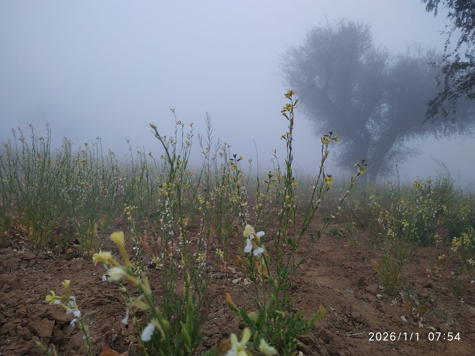 रबी की फसलों के लिए अमृत साबित होगी ओस - मेड़ता के जारोड़ा में एक खेत में सरसों की फसल