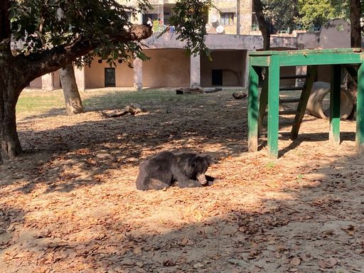 यह तस्वीर लखनऊ जू की है। यहां ठंड के चलते भालू धूप सेंकता दिखा।