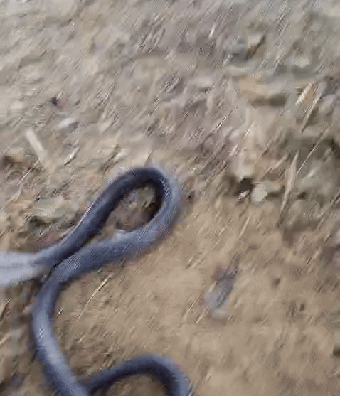 युवक ने.सांप को आलाव.के सहारे बैठकर ठंड से.जान बचाई।