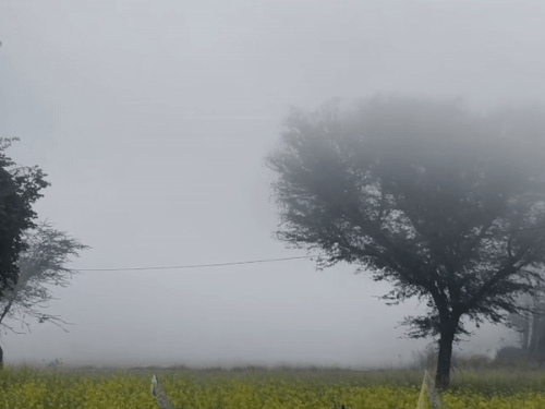 सीकर के पलसाना इलाके में घने कोहरे की वजह से विजिबिलिटी केवल 50 मीटर तक रह गई।