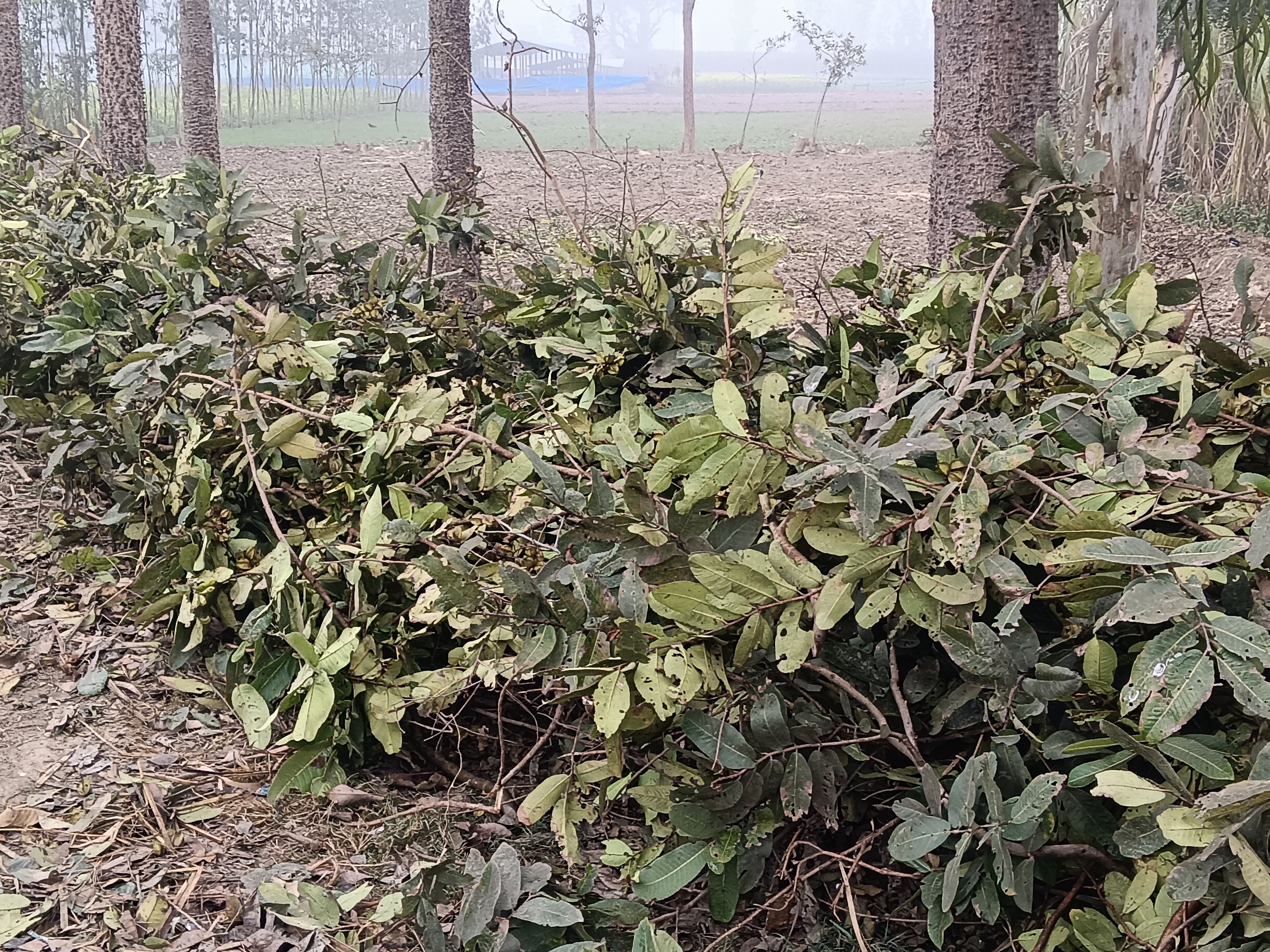 Allegations of cutting dozens of Arjun trees in Tihar Chowki area