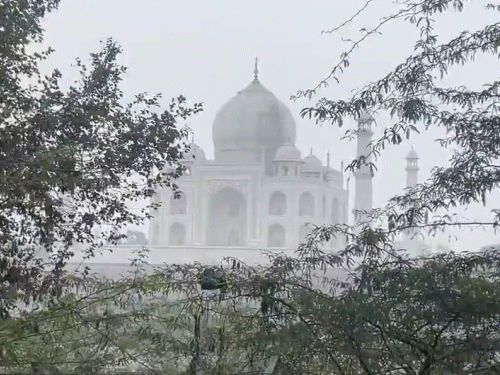 आगरा में शीतलहर जारी है। आज कोहरा थोड़ा कम है। तस्वीर में कोहरे के बीच छिपा ताजमहल दिखाई दे रहा है।