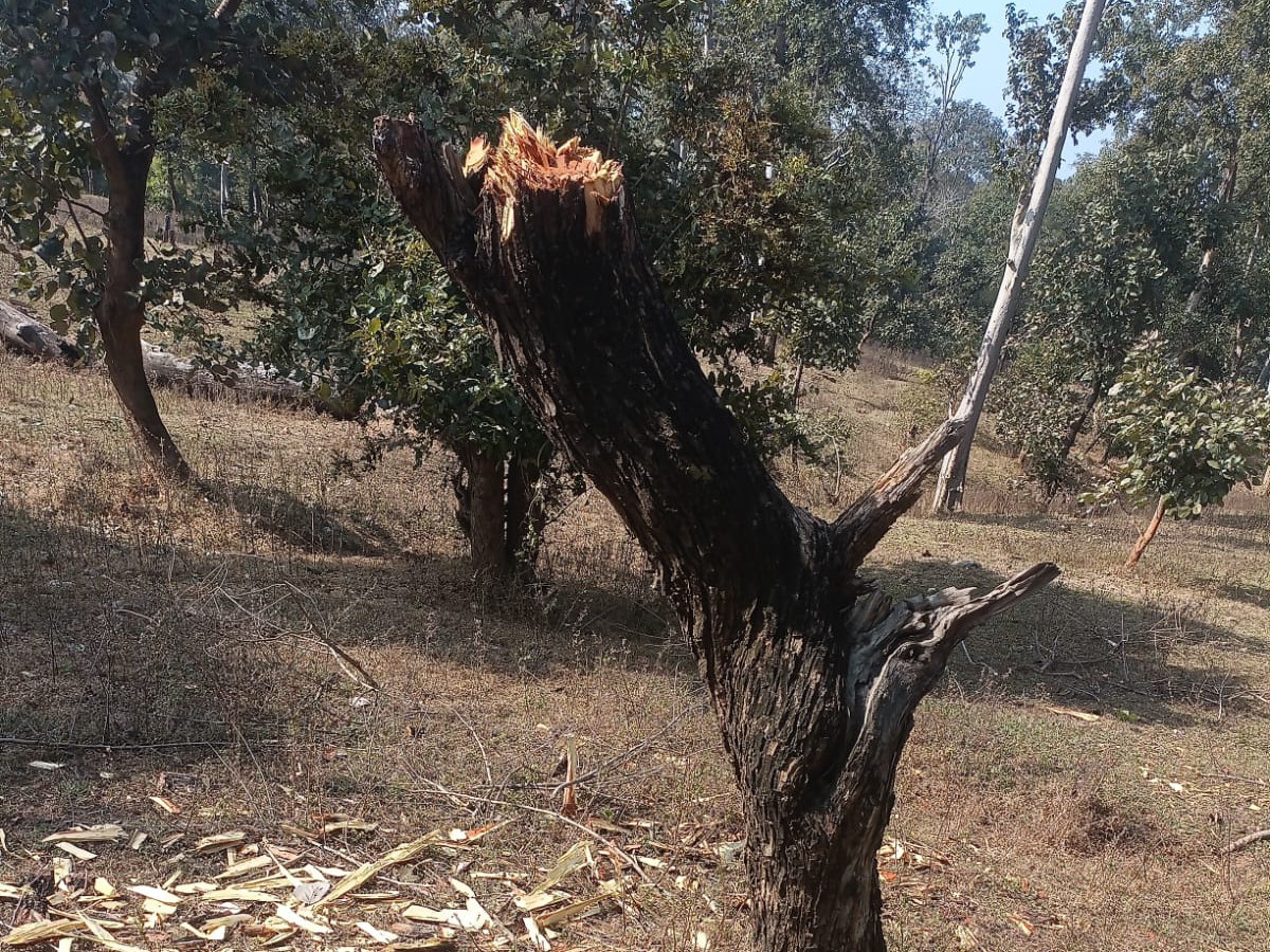 खैर के पेड़ को काट दिया गया।