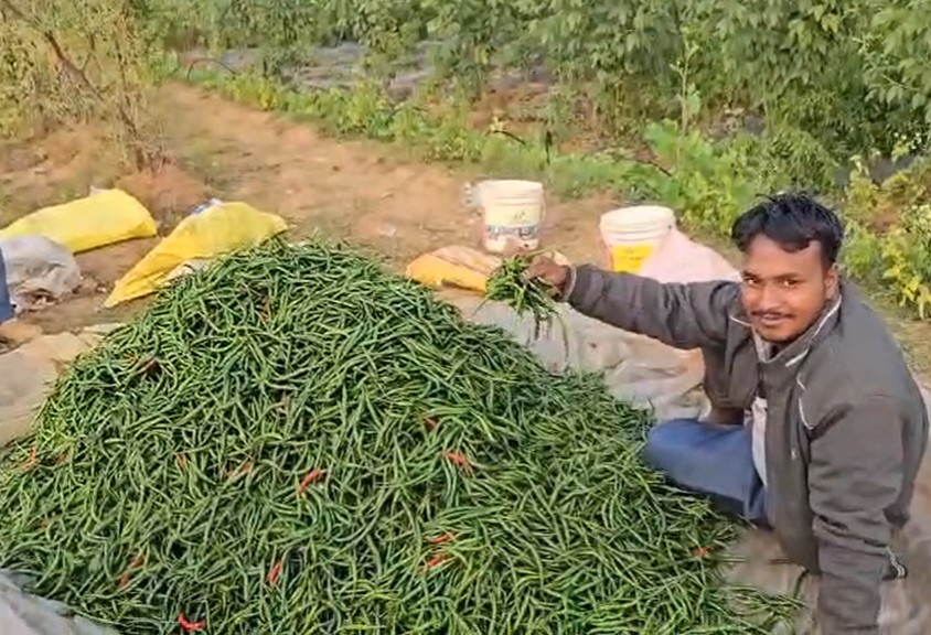 YouTube से सीखी खेती, रोज कमा रहे 15 हजार रुपए:  इंजीनियरिंग की जॉब छोड़ वापस लौटे गांव, कृषि में नई तकनीक का ले रहे सहारा – Chatra News