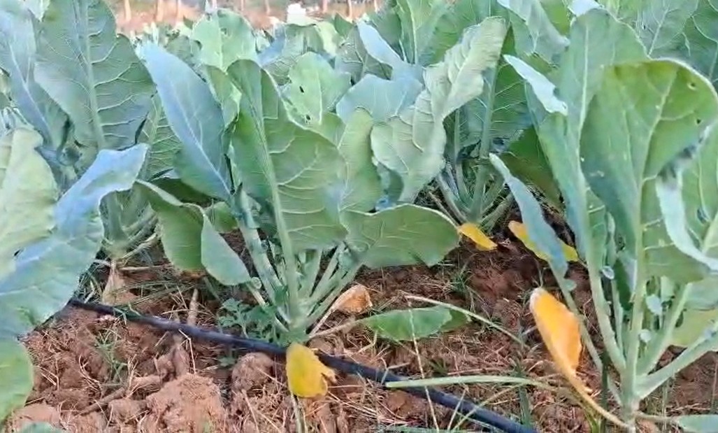 ड्रिप इरिगेशन तकनीक पानी की आवश्यकता को 75% तक कम कर देती है।