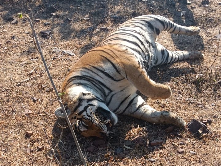 सागर में 4 दिन पहले करंट लगने से बाघ की मौत हुई थी।