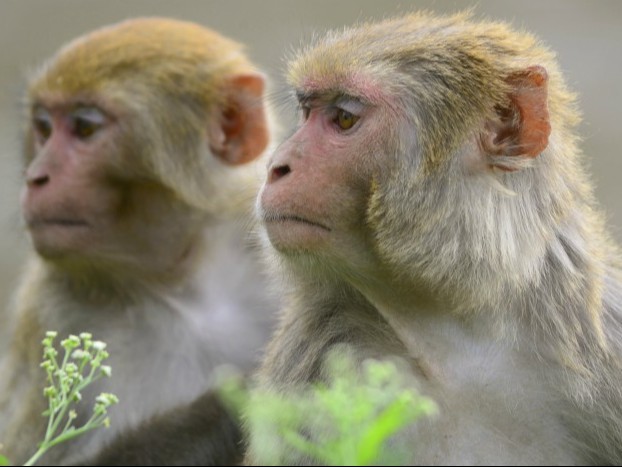 प्रशासन के अनुसार, दिल्ली विधानसभा के बाहर बंदर अक्सर तारों और डिश एंटीना पर कूदते हैं और उन्हें तोड़ देते हैं। - Dainik Bhaskar