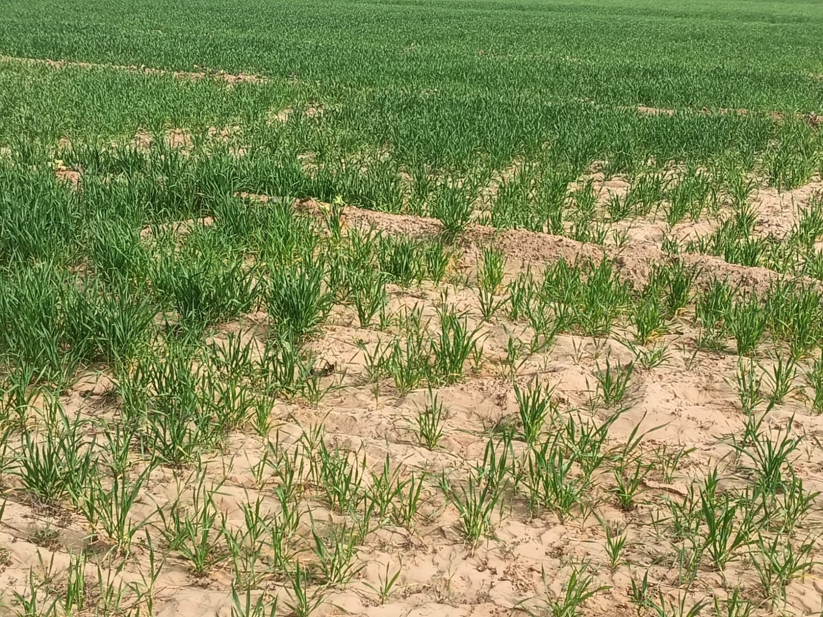 खेत में सूख रही फसलें