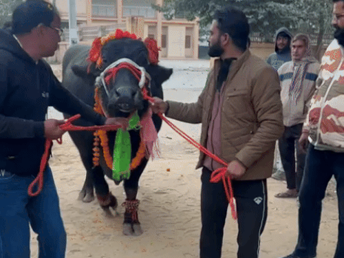 भैंस के साथ सरपंच विक्रम सिंह