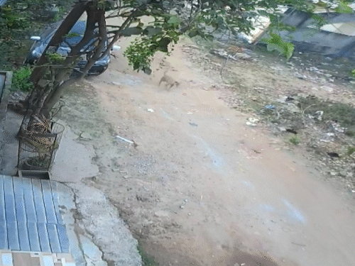 CCTV में कुत्ता दिखा, हालांकि घटना कैमरे में कैद नहीं हो पाई।