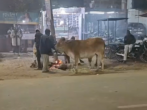 कन्नौज में कड़ाके की ठंड पड़ रही है। इस बीच अलाव के पास एक गोवंश खड़ा नजर आया।