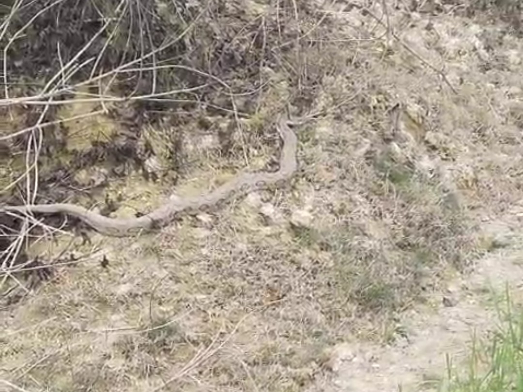 A 4-foot python was spotted in a field in Rotigaon.