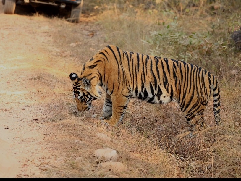 सफारी मार्ग पर बाघ का दुर्लभ अंदाज।