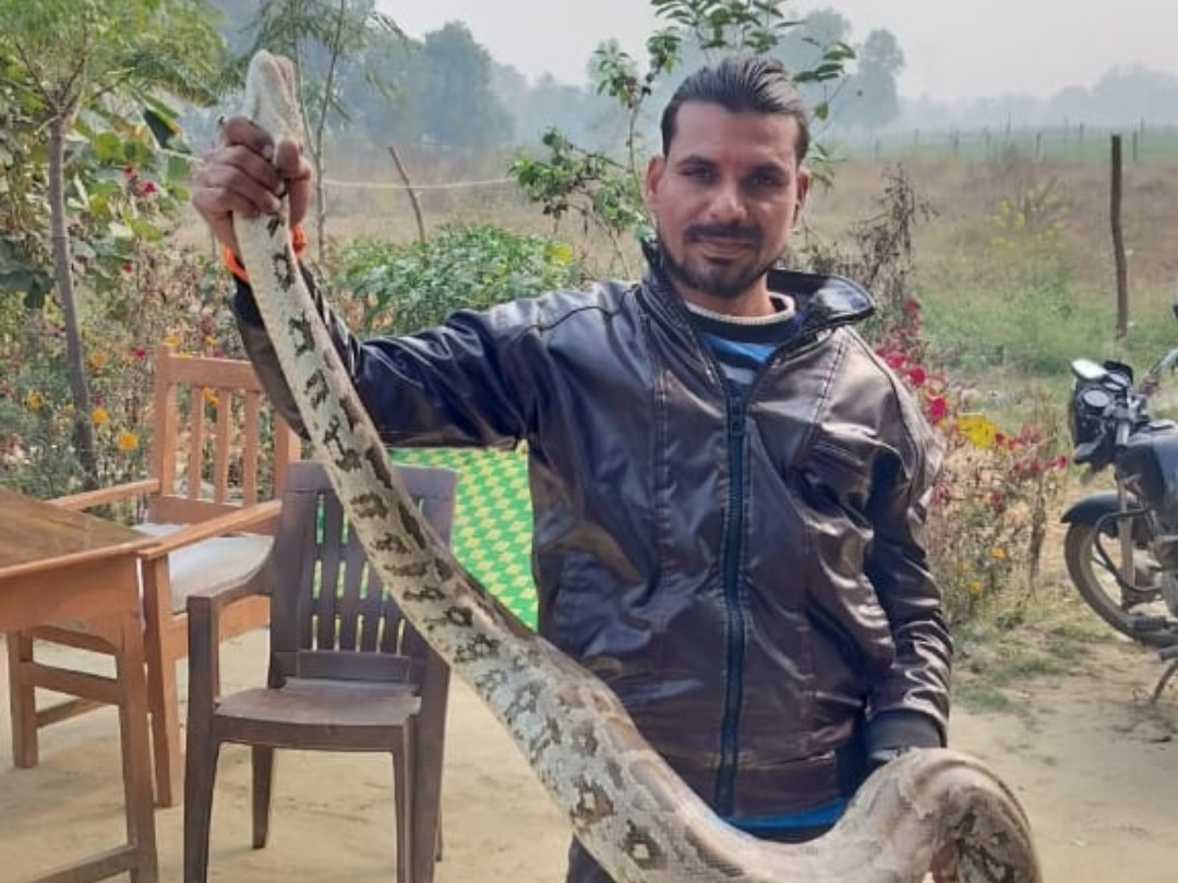 Pythons came out of the forest in the bitter cold