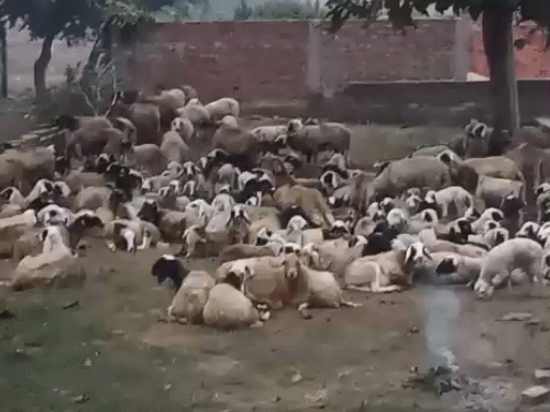 गाजीपुर में कड़ाके की ठंड से इंसान के साथ जानवर भी कांप रहे हैं। उनके लिए बाड़े में अलाव जलाए जा रहे हैं। गर्म कपड़ों की भी व्यवस्था की जा रही है।