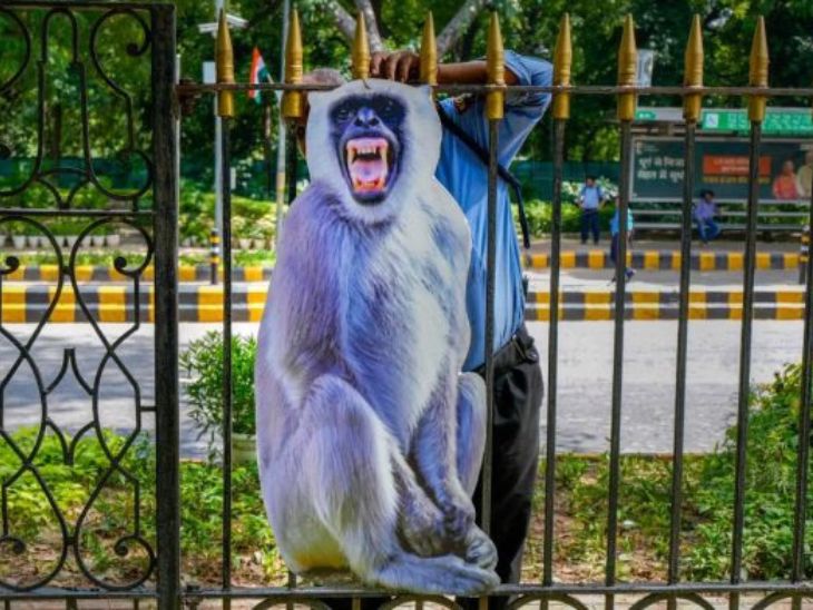 દિલ્હીમાં 2023માં આયોજિત જી-20 સમિટ દરમિયાન વાંદરાઓની સમસ્યાનો સામનો કરવા માટે વિવિધ સ્થળોએ લંગૂરના કટઆઉટ લગાવવામાં આવ્યા હતા.