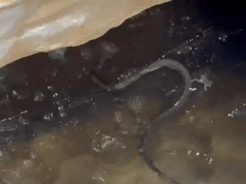 पानी के हौद में मिला था कोबरा सांप।