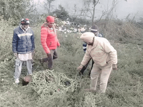 सांभर का किया रेस्क्यू। - Dainik Bhaskar