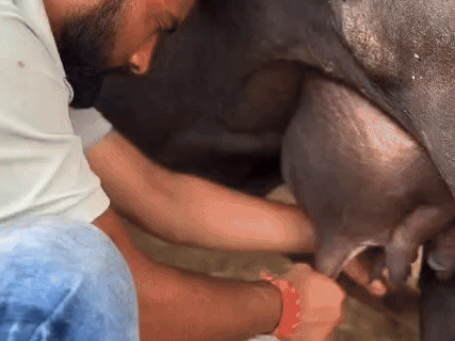डेयरी पर भैंस का दूध निकालता हुआ सरपंच