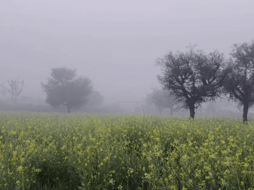 सीकर जिले में बीते एक सप्ताह से लगातार कोहरा छा रहा है। तेज सर्दी के साथ कोहरा होने के कारण लोगों की परेशानी बढ़ गई है। शनिवार सुबह भी कुछ ऐसा ही हाल रहा। फोटो रानोली कस्बे का है।