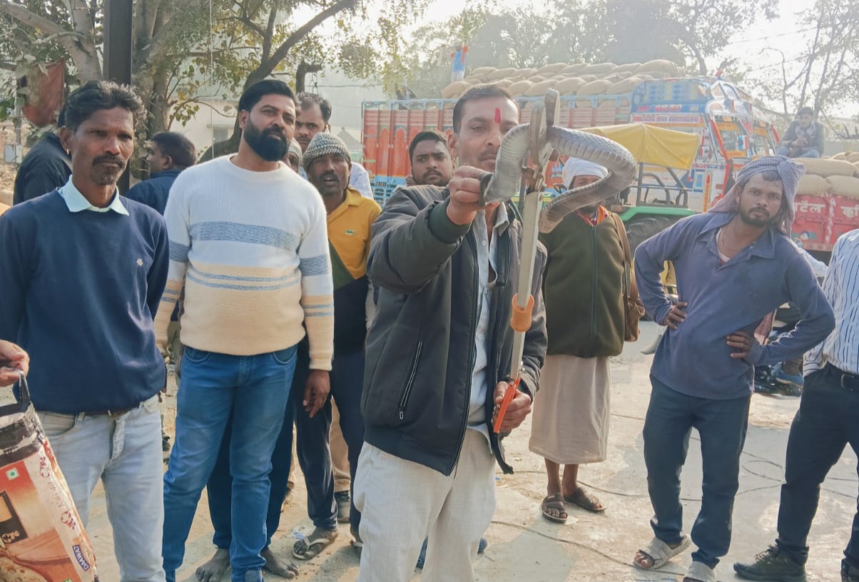 रेस्क्यू में पकड़ाए सांप को देखने लगी लोगों की भीड़।