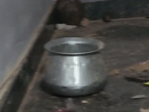 गड्ढे के पास मिला पूजा का सामान व अन्य चीजें।