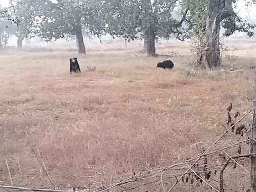 स्थानीय लोगों ने वीडियो भी बनाया, इस दौरान भालू खड़े नजर आए।