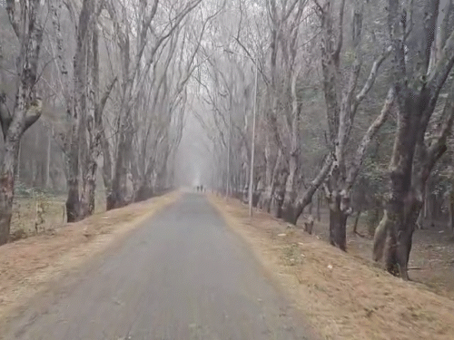 पेंड्रा के कई इलाकों में कोहरा छाए रहने से विजिबिलिटी भी कम हो गई है।