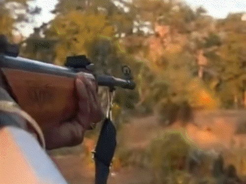 अचानकमार टाइगर रिजर्व (ATR) के कोर एरिया में फायरिंग का वीडियो वायरल हुआ था। 3 आरोपियों को गिरफ्तार किया गया है। - Dainik Bhaskar