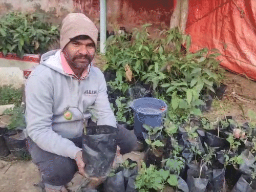 प्रखंड के BAO संकेत तिवारी सुदर्शन की नर्सरी को देख चुके हैं।