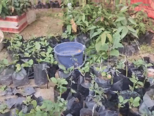 साल भर में 70 से 80 किलो टमाटर की उपज होती है।