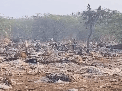 बीकानेर के जोड़बीड़ कंजर्वेशन एरिया में मृत पशुओं को फेंका जाता है। ऐसे में गिद्धों को यहां भरपूर खाना मिलता है।